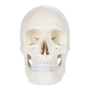 Анатомическая модель человеческого скелета Черепа 1:1, учебные ресурсы по медицинским наукам, Прямая поставка